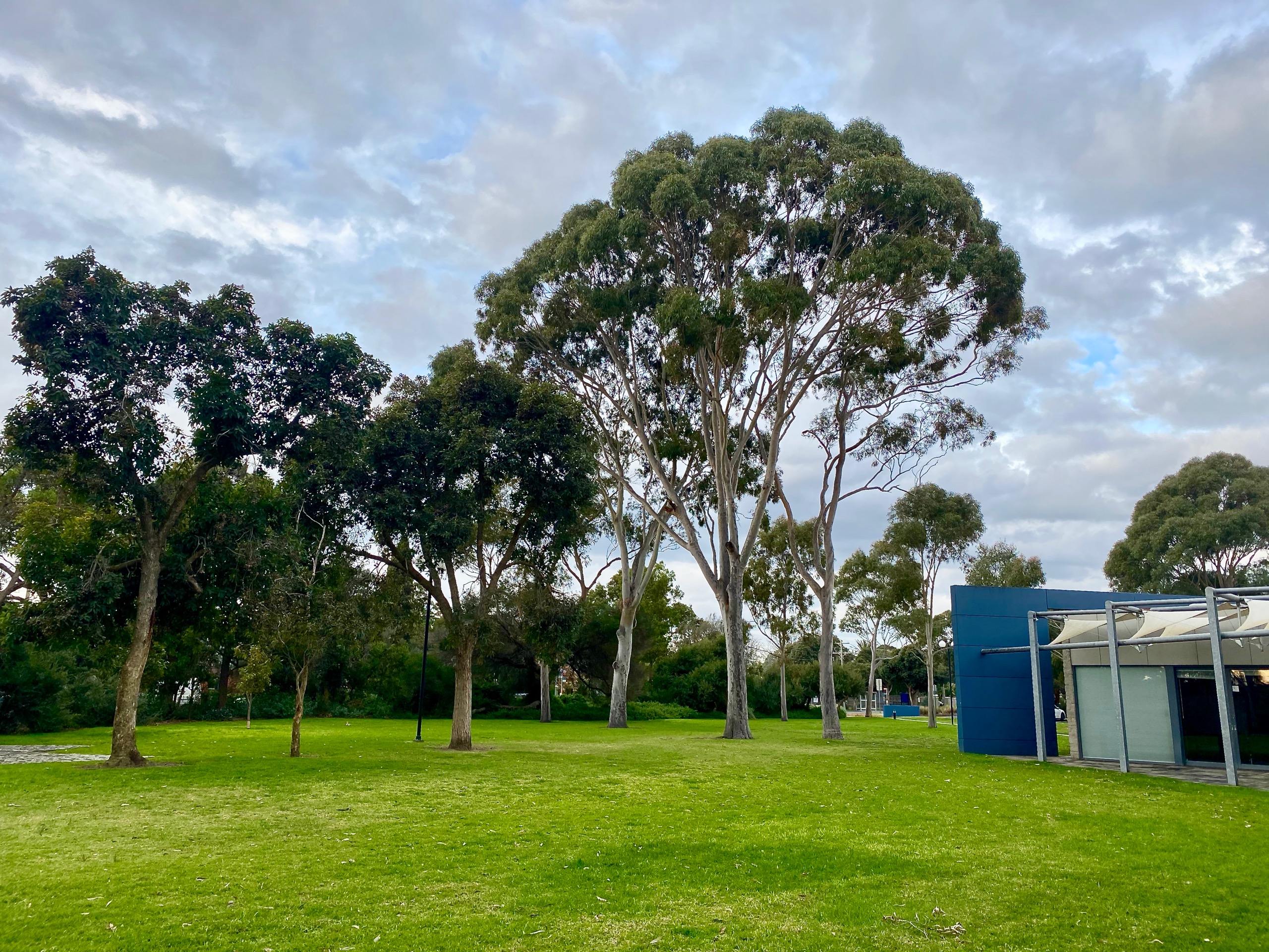 what-you-told-us-about-tree-protection-on-private-property-removing
