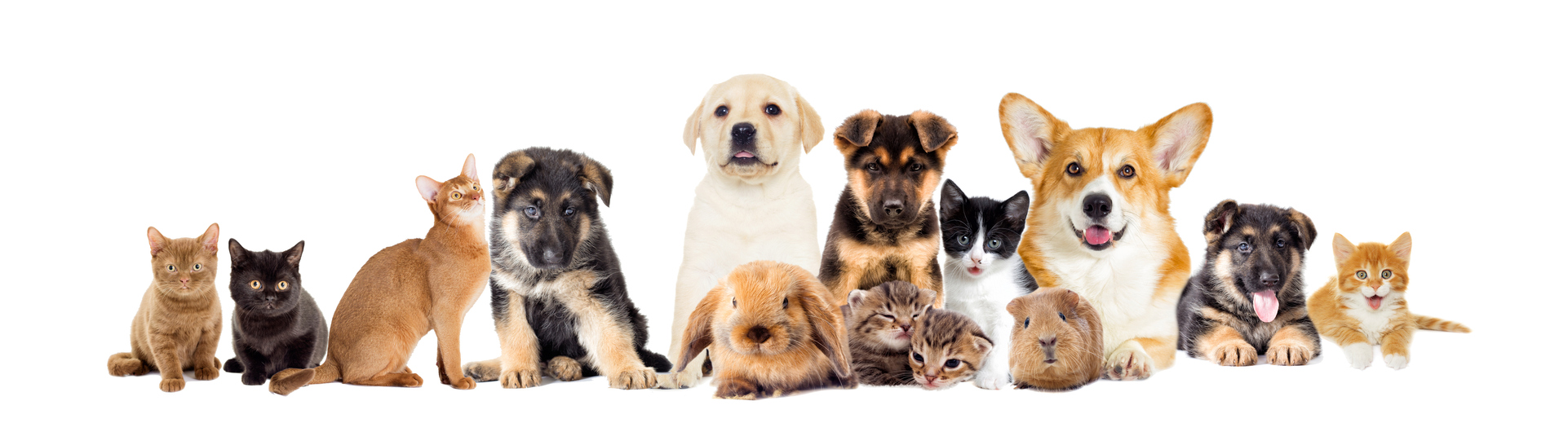 Pets and open spaces phase two feedback | A plan for pets & public ...