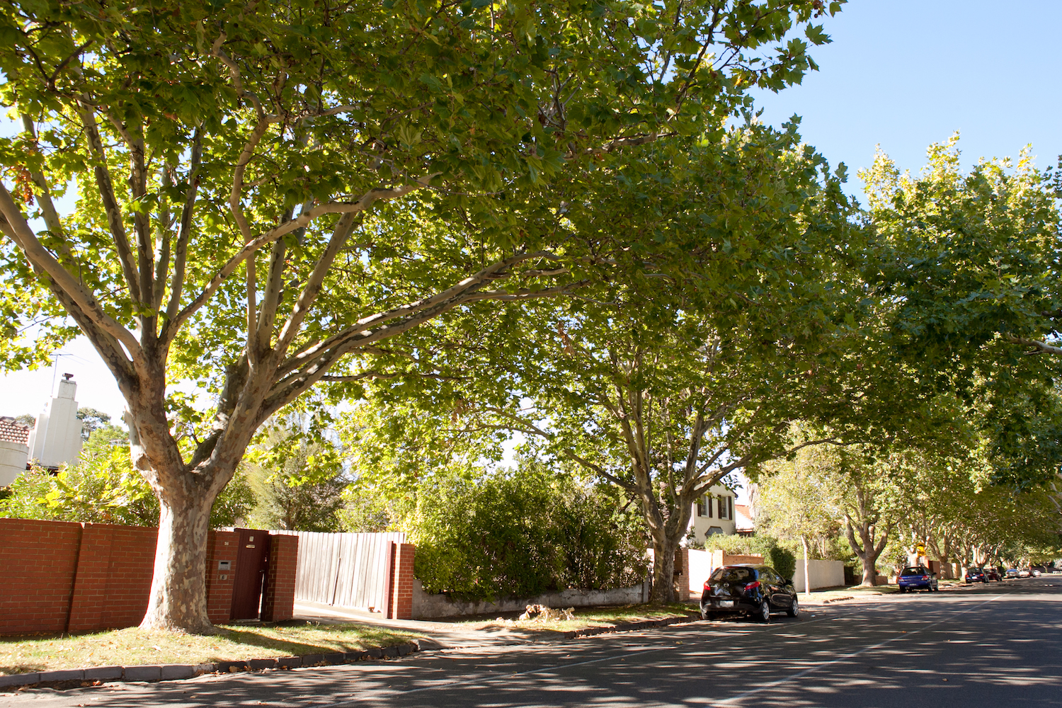 Bayside street lined with large trees