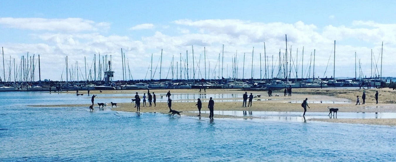 Sandown Street dog beach Enhancing the Brighton foreshore (North Road