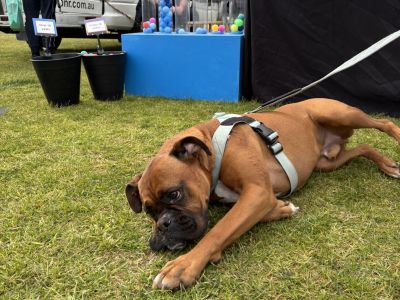 Dog relaxing near consultation event