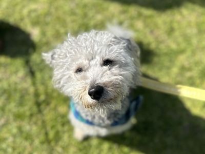 Dog at pop up event