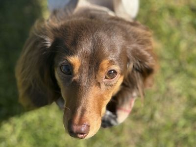 Dog at pop up event