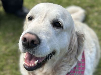 Dog at pop up event