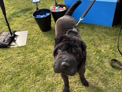 Dog at pop up event