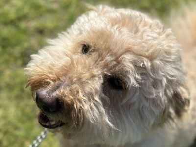 Dog at pop up event