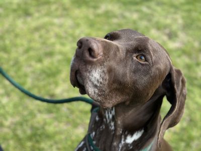 Dog at pop up event