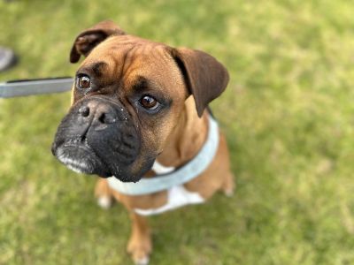 Dog at pop up event