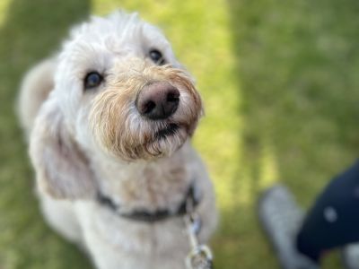 Dog at pop up event
