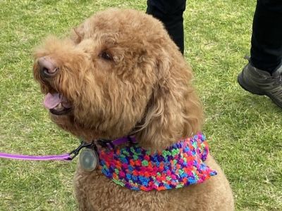Dog with crochet scarf