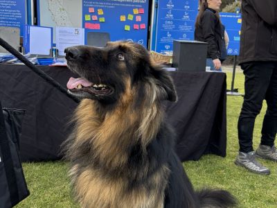 Dog in front of pop-up at farmers market