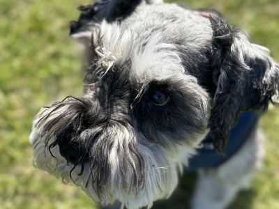 Dog at pop up event