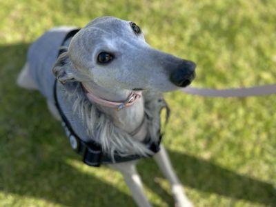 Dog at pop up event