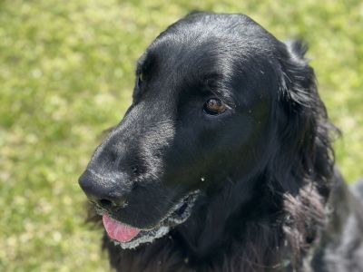 Dog at pop up event