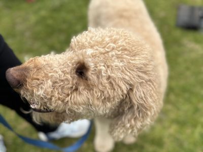 Dog at pop up event