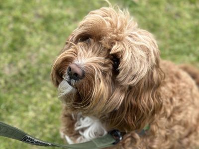 Dog at pop up event