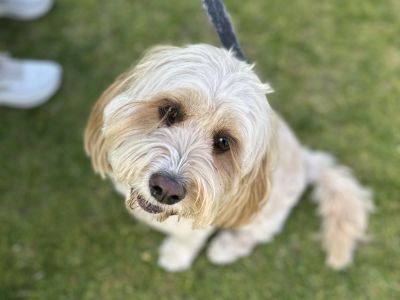 Dog at pop up event
