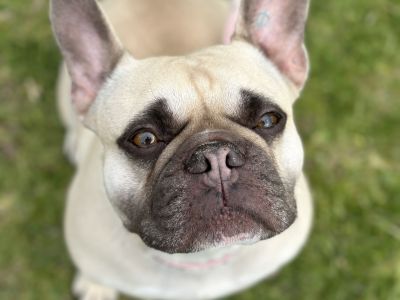 Dog at pop up event